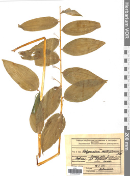 VOR 0026320