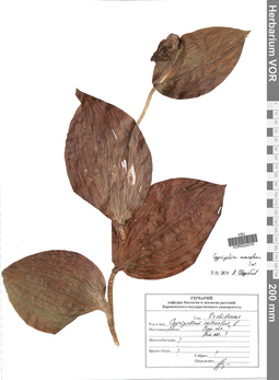 VOR 0024316