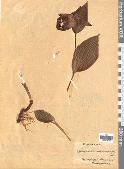VOR 0024333