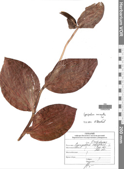 VOR 0024338