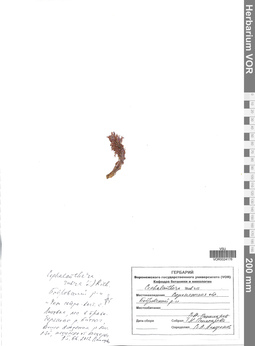 VOR 0024176
