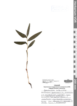 VOR 0024177