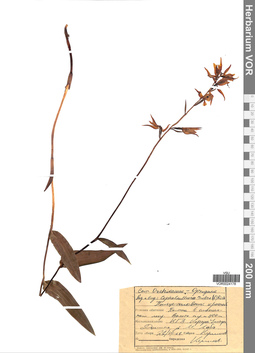 VOR 0024178