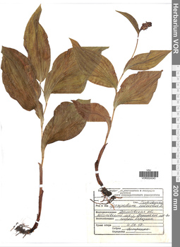VOR 0024343