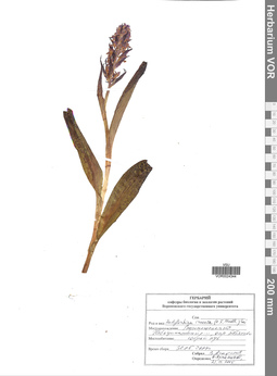 VOR 0024344