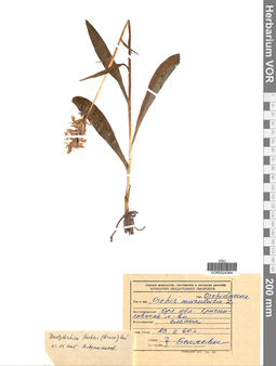 VOR 0024364