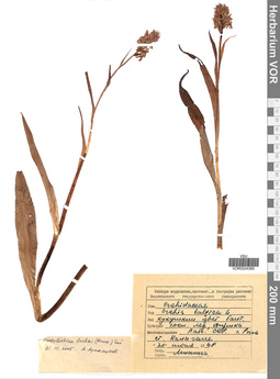 VOR 0024369
