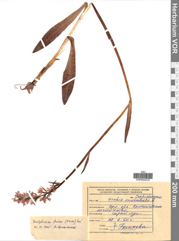 VOR 0024370