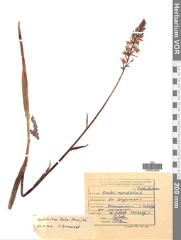 VOR 0024826
