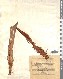 VOR 0024317