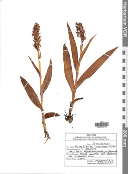 VOR 0024796