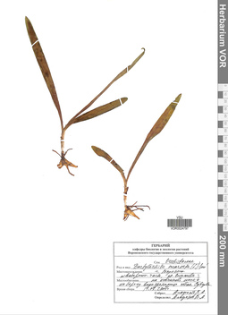 VOR 0024797