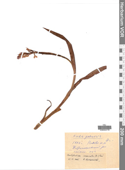 VOR 0024798