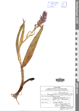 VOR 0024806