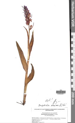 VOR 0024811