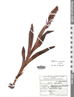 VOR 0024813