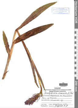 VOR 0024816