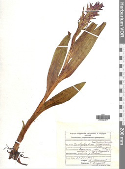 VOR 0024817
