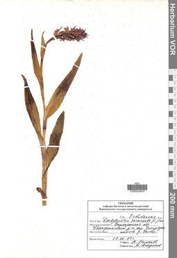 VOR 0024818