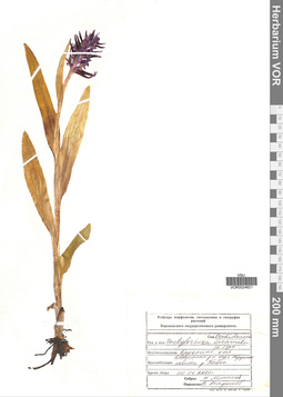 VOR 0024821