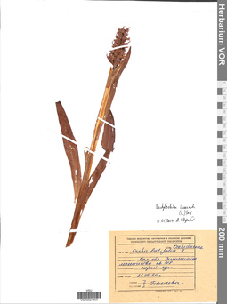 VOR 0024803