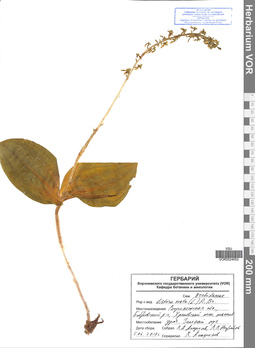 VOR 0024052