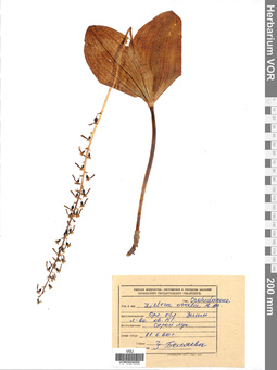 VOR 0024055