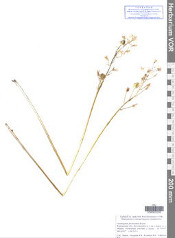 VOR 0023209