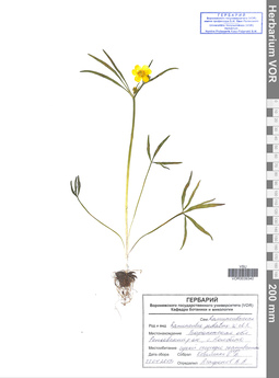 VOR 0039340