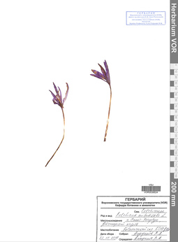 VOR 0039524