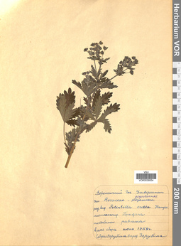 VOR 0039554