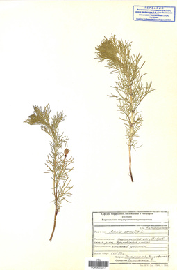 VOR 0003217