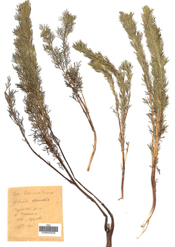 VOR 0003225