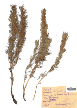 VOR 0008743