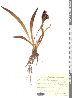 VOR 0023186