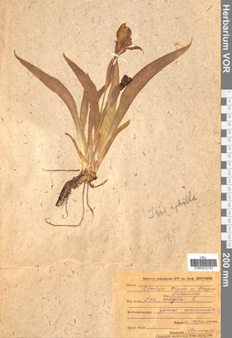 VOR 0023187