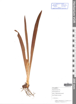VOR 0023195