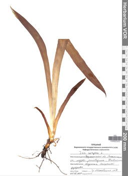 VOR 0023202