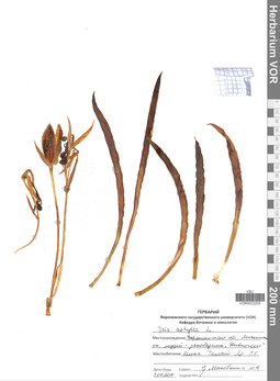 VOR 0023205