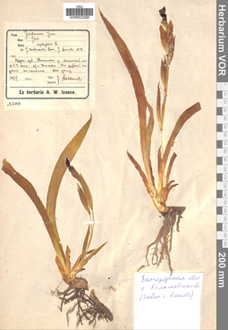 VOR 0023266