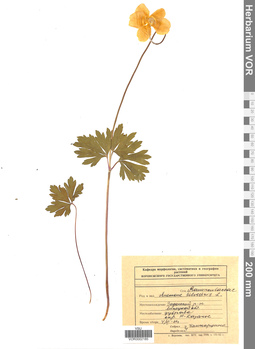 VOR 0002185