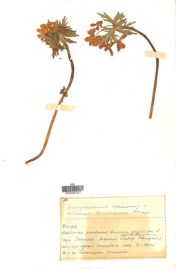 VOR 0001357