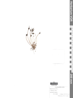 VOR 0001586
