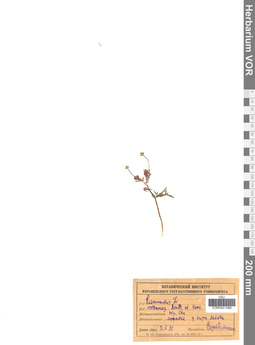 VOR 0001589