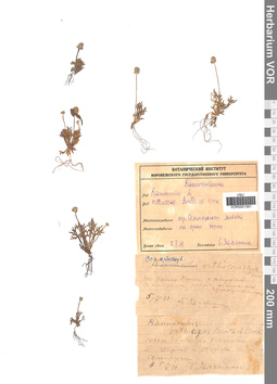 VOR 0001591