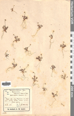 VOR 0001593