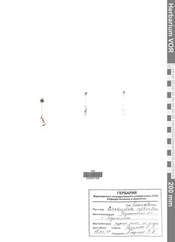 VOR 0001585