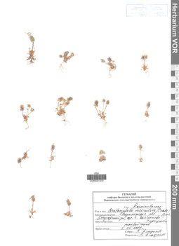 VOR 0001570