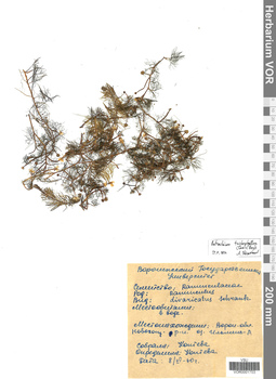 VOR 0001703