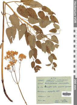 VOR 0001886
